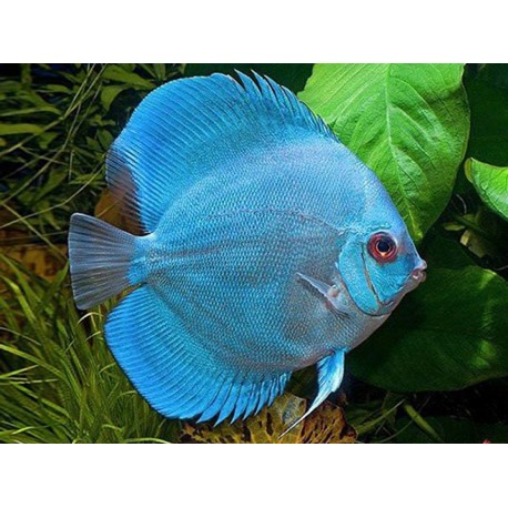 PALETKA BLUE DIAMOND - Symphysodon aequifasciatus