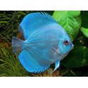 PALETKA BLUE DIAMOND - Symphysodon aequifasciatus