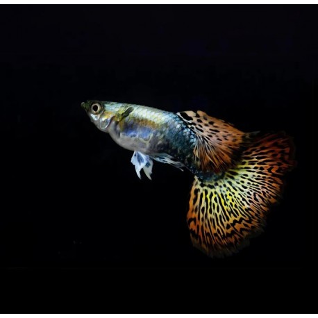 GUPIK PAWIE OCZKO RED DRAGON - Poecilia reticulata