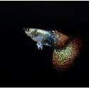 GUPIK PAWIE OCZKO RED DRAGON - Poecilia reticulata