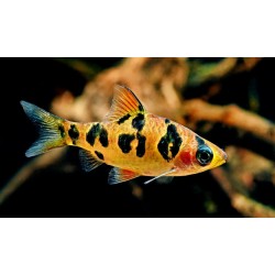 BRZANKA NADOBNA - Desmopuntius rhomboocellatus