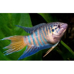 WIELKOPŁETW WSPANIAŁY - Macropodus opercularis