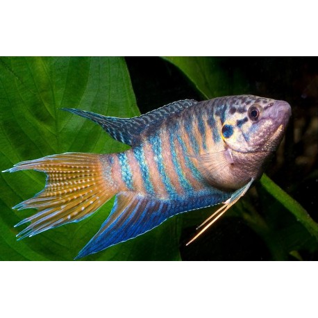 WIELKOPŁETW WSPANIAŁY - Macropodus opercularis