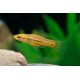 MIECZYK PIGMEJOWATY - Xiphophorus pygmaeus