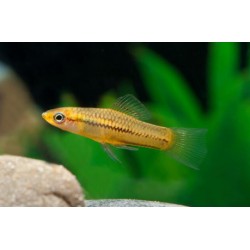 MIECZYK PIGMEJOWATY - Xiphophorus pygmaeus