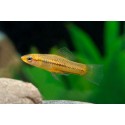 MIECZYK PIGMEJOWATY - Xiphophorus pygmaeus