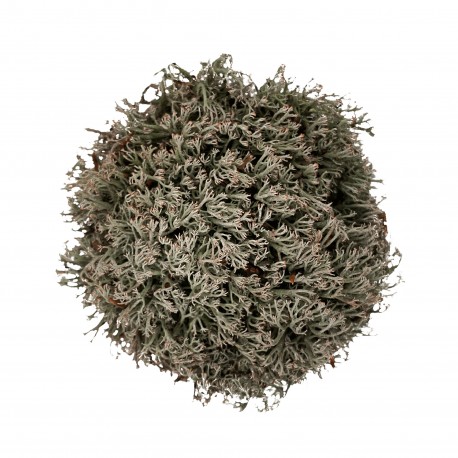 WIO Reinder Moss , mech dekoracyjny, do terrarium, szaro-zielony, 0,095kg