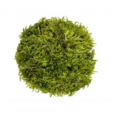 WIO Hypnum Moss, mech dekoracyjny, do terrarium, jasnozielony, 0,095kg