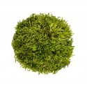 WIO Hypnum Moss, mech dekoracyjny, do terrarium, jasnozielony, 0,095kg