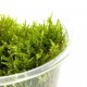 WIO Hypnum Moss, mech dekoracyjny, do terrarium, jasnozielony, 0,095kg