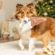 Xmas Gnom, zabawka, dla psa, plusz, 16 cm, z dźwiękiem