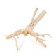 Drewno Thanh Lieu Wood rozmiar S, 20cm-35cm