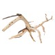 Drewno Thanh Lieu Wood rozmiar M, 35cm-50cm