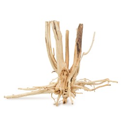 Drewno Thanh Lieu Wood rozmiar XL, 70cm-80cm