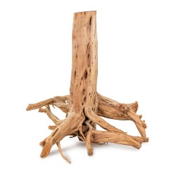 Drewno Thanh Lieu Wood rozmiar XXL, 80-100 cm