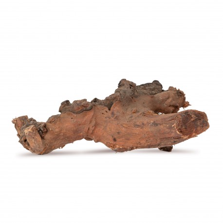 Drewno Kimchi Wood rozmiar M, 20cm-30cm